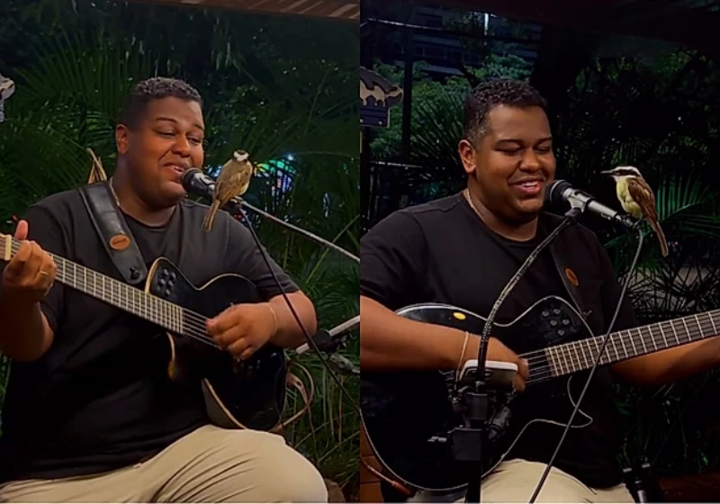Passarinho pousa no microfone durante um show ao vivo e surpreende o cantor e o público
